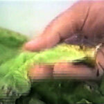 Ella y las lechugas 1