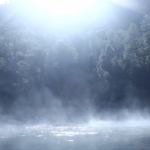 Cuando los bosques brillan